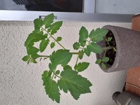 庭のボケの木に今年も実がなりました 木の実は食べられますかお尋ねし Yahoo 知恵袋