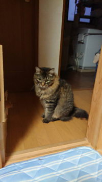 浜辺で拾った猫を飼っています 元野良猫なので雑種だとは思います Yahoo 知恵袋