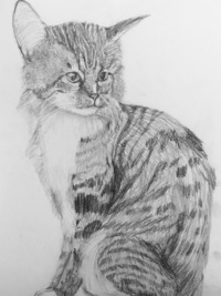 猫の描き方がいまいちよく分かりません画像は去年くらいに描いたも Yahoo 知恵袋