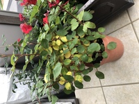 バラが枯れかけてます どうしたらいいですか 4月下旬に買って 最近にかけ Yahoo 知恵袋