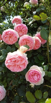 この薔薇の種類を教えてください。
外側が白く内側がピンク、クッキーのガレットみたいな形のバラです。 パシュミナやピエールドゥロンサールかと思いましたがいかがですか？よろしくお願いします。
