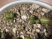 多肉植物 葉挿し の冬越しについて 多肉植物を育てています 葉挿しを Yahoo 知恵袋