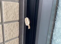 ベランダにカマキリの巣ができたんですが 写真の状態だともう孵化 Yahoo 知恵袋