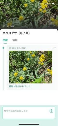 この植物の名前が知りたいのですが 白い綿みたいな花って検索してみたんです Yahoo 知恵袋