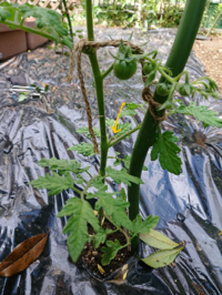 ミニトマトの二本立てですが 一番最初の花の下の脇芽を伸ばした方 Yahoo 知恵袋
