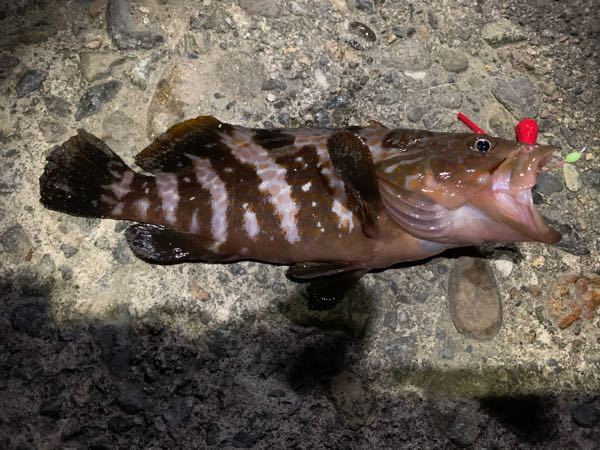 この魚はなんですか？ - ハタ系でもアオハタに見えますね。参照 