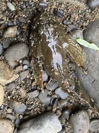 北海道の渓流で釣りました 何というカジカでしょうか 10センチ Yahoo 知恵袋