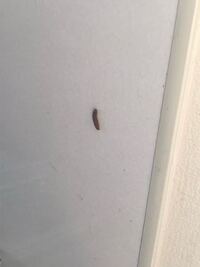 本にいる虫の正体は よく 古い本を開くと 白くて小さな虫がいるのです Yahoo 知恵袋