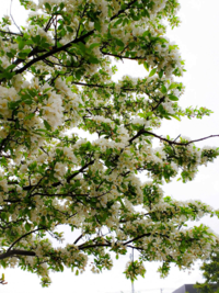 北海道旭川市内です。 今日、子供をいつもと違う公園に連れていくと桜らしき木があり満開でした。
この時期に？(その他の桜は市内では5月上旬くらいでした)

なんの品種かわかる方、いらっしゃいますか？