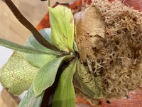 昨日 鉢植えのビカクシダを初めて板付けしたのですが成長点らしき Yahoo 知恵袋