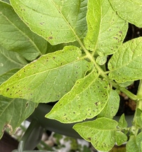 家庭菜園初心者です ３月中旬に植えたジャガイモの葉が変色しまし Yahoo 知恵袋