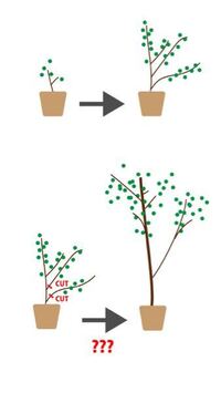 植物の背を高くするにはどうすればいいでしょうか ユーカリポポラスを Yahoo 知恵袋