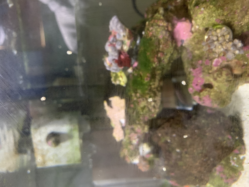 金魚の水槽にビー玉を入れてる方がいますが ビー玉おはじきはバクテリアの棲みか Yahoo 知恵袋