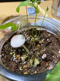 家の観葉植物の鉢からキノコ生えてきたのですが これって何のキノコです Yahoo 知恵袋