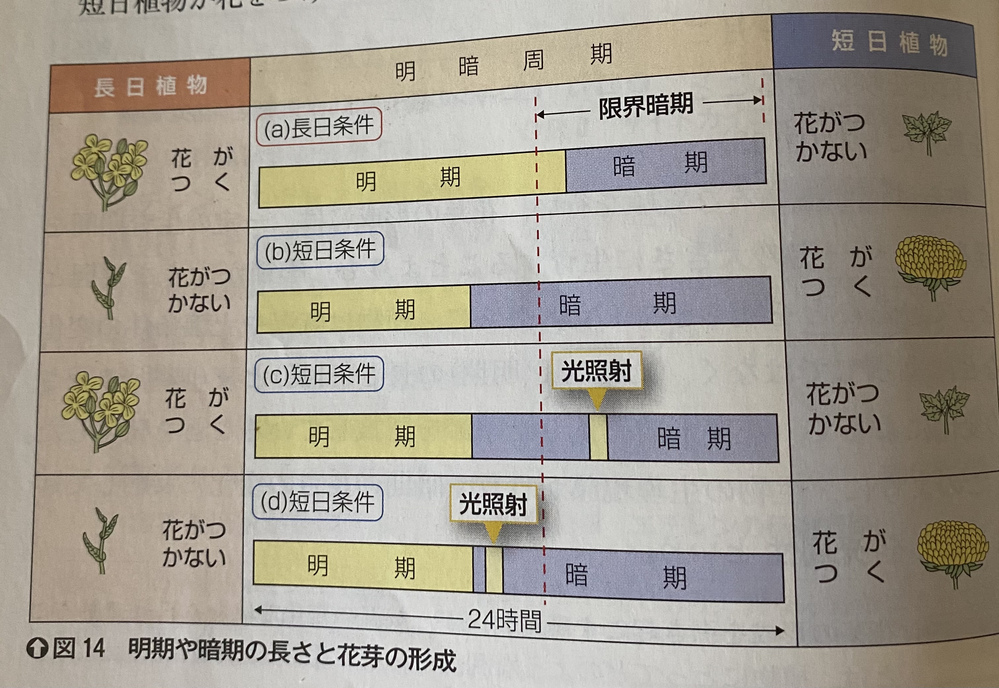 高校生理科の生物の内容について質問です 写真の図14のd Yahoo 知恵袋