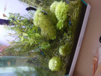 水草の上の方が白くなっているのは光量不足だからでしょうか Yahoo 知恵袋