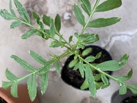 マリーゴールドです なんか 萎れるというか変に折れ曲がってます これは病 Yahoo 知恵袋