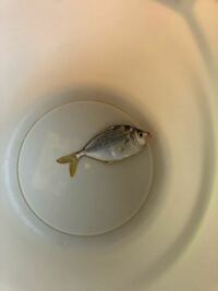 この魚はなんという魚ですか 石川県で釣れました Yahoo 知恵袋
