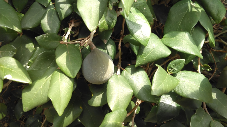 石垣に巻き付いた植物でイチジクみたいな実がなっています 紫色に熟したのは Yahoo 知恵袋