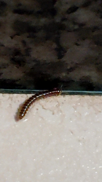 すいません 虫の画像なのですが この虫がお風呂場にいました な Yahoo 知恵袋