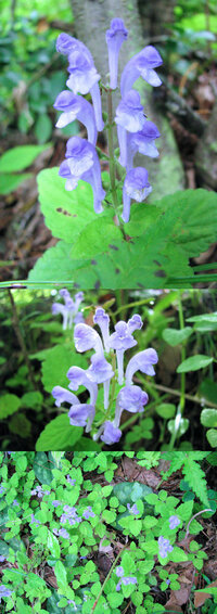 五月の山にあった花です 薄い青紫っぽい縦長の花が美しいです 何 Yahoo 知恵袋