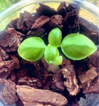 バジルの葉について 1週間に1回は 液肥をあげているのですが 日当た Yahoo 知恵袋