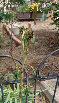 バラについて教えてください 根が細く 冬に鉢植えから地植えにしたも Yahoo 知恵袋