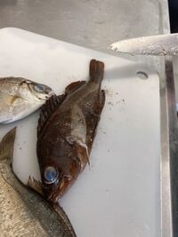 これは何という魚ですか 日本海 北海道です Yahoo 知恵袋