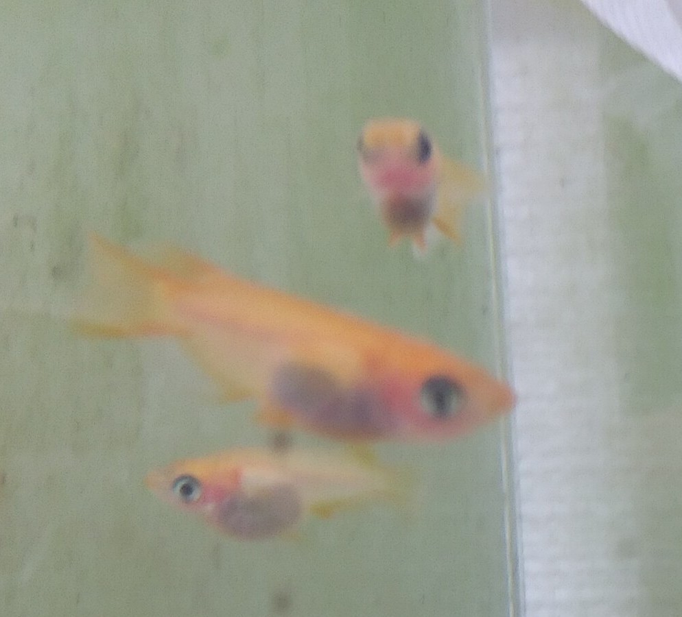 赤虫を丸ごと冷凍したままあげる人いますけど 水槽汚れないんです Yahoo 知恵袋