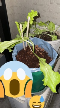 ガーデンレタスの苗が徒長しているんじゃないかと思うんですが Yahoo 知恵袋