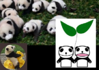 バイト先にいる パンダだーい好きなオッサン 53歳 にあだ名を Yahoo 知恵袋