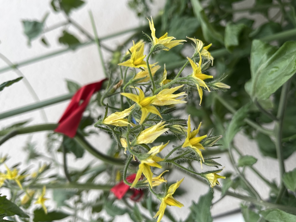 ミニトマトの花の量がとても多いのですが 奇形なのでしょうか Yahoo 知恵袋