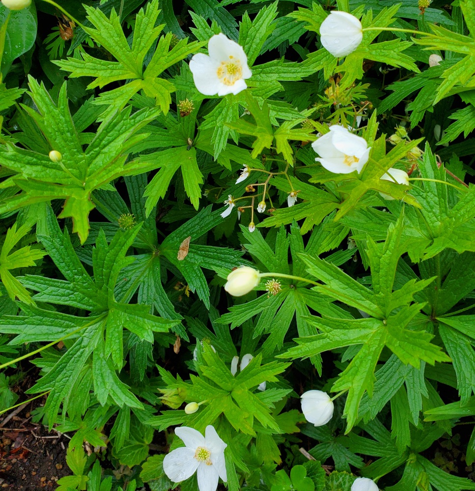 フタマチイチゲ ニリンソウ メドウ アネモネ 何の花でしょうか Yahoo 知恵袋