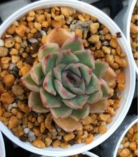 多肉植物の冬越しについて教えて下さい ネットなどに 鉢植えを外に出して Yahoo 知恵袋