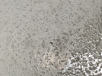 ベランダのトビムシいつもお世話になっております プランターで二十日大根や人参 Yahoo 知恵袋