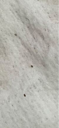 コンセントの穴付近にこのような虫が沢山落ちています エアコンの外穴から壁の裏に入 教えて 住まいの先生 Yahoo 不動産