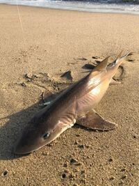 サーフで釣りをしていたら釣れました このサメは何という種類でしょうか Yahoo 知恵袋