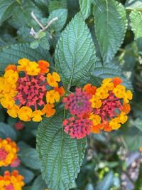 この花言葉 花の種類を知ってる方おられますか ランタナ カマラです Yahoo 知恵袋