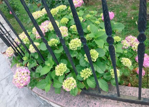 紫陽花を庭の角に地植えしてみようと思うのですが - 1株だと大きくなるま... - Yahoo!知恵袋