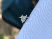 この白い花のような虫の名前わかる方いらっしゃいますか 綺麗な虫 Yahoo 知恵袋