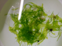 この海藻の名前を教えてください 場所は島根県西部の海岸の岩場ですあま Yahoo 知恵袋