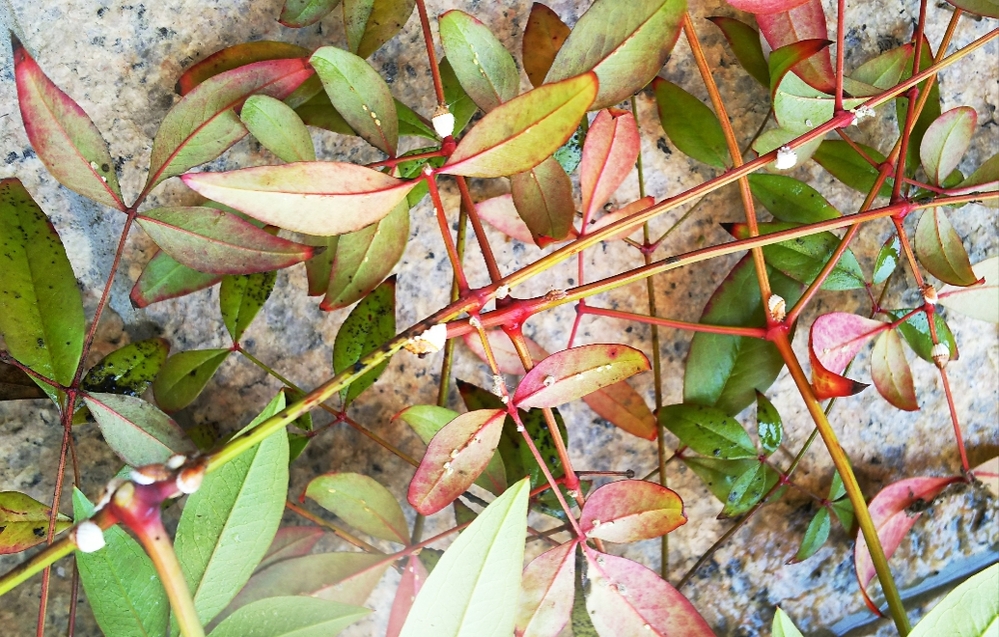 家の西側にある庭に雑草対策を考えています 現在は 普通の真砂土です 固まる土 Yahoo 知恵袋