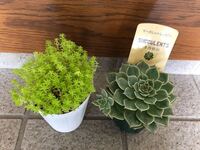 教えてください このように買ってきた多肉植物は 植え替え Yahoo 知恵袋