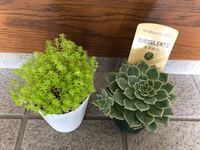 教えてください このように買ってきた多肉植物は 植え替え Yahoo 知恵袋