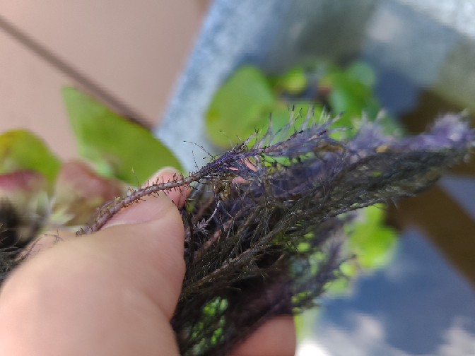 メダカ ミナミヌマエビを飼育している水槽のホテイアオイの根っこに白い粒の Yahoo 知恵袋