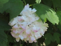 花はオオデマリに似てますが葉が違います 何と言う植物でしょうか Yahoo 知恵袋