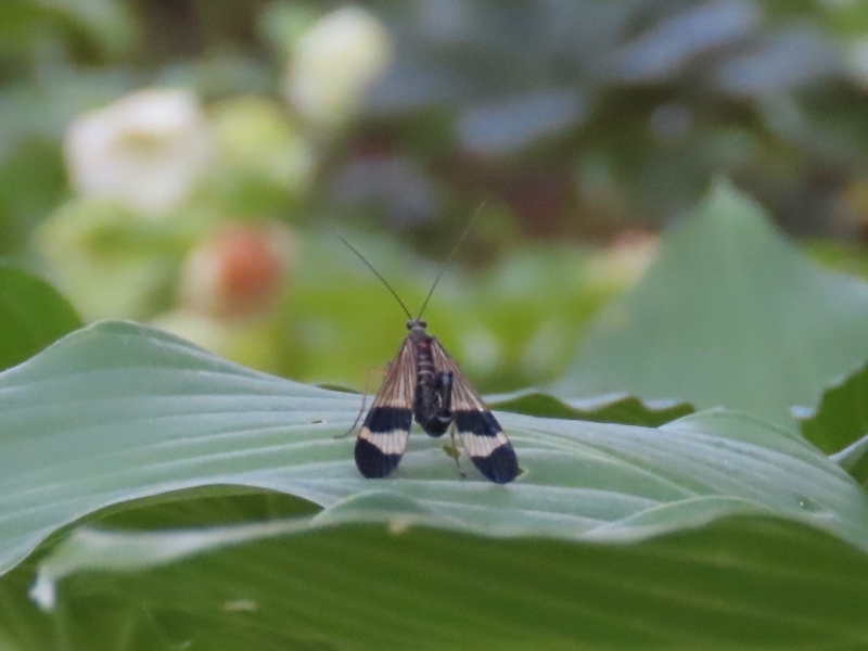 この昆虫は何というのでしょうか お尻がサソリのように上に向いて Yahoo 知恵袋