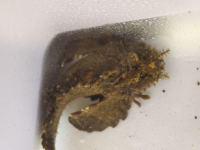 これはオニオコゼですか はいそうですね Yahoo 知恵袋