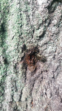 白い斑点が3つほどあるゴキブリの名前を忘れてしまいました ペット Yahoo 知恵袋