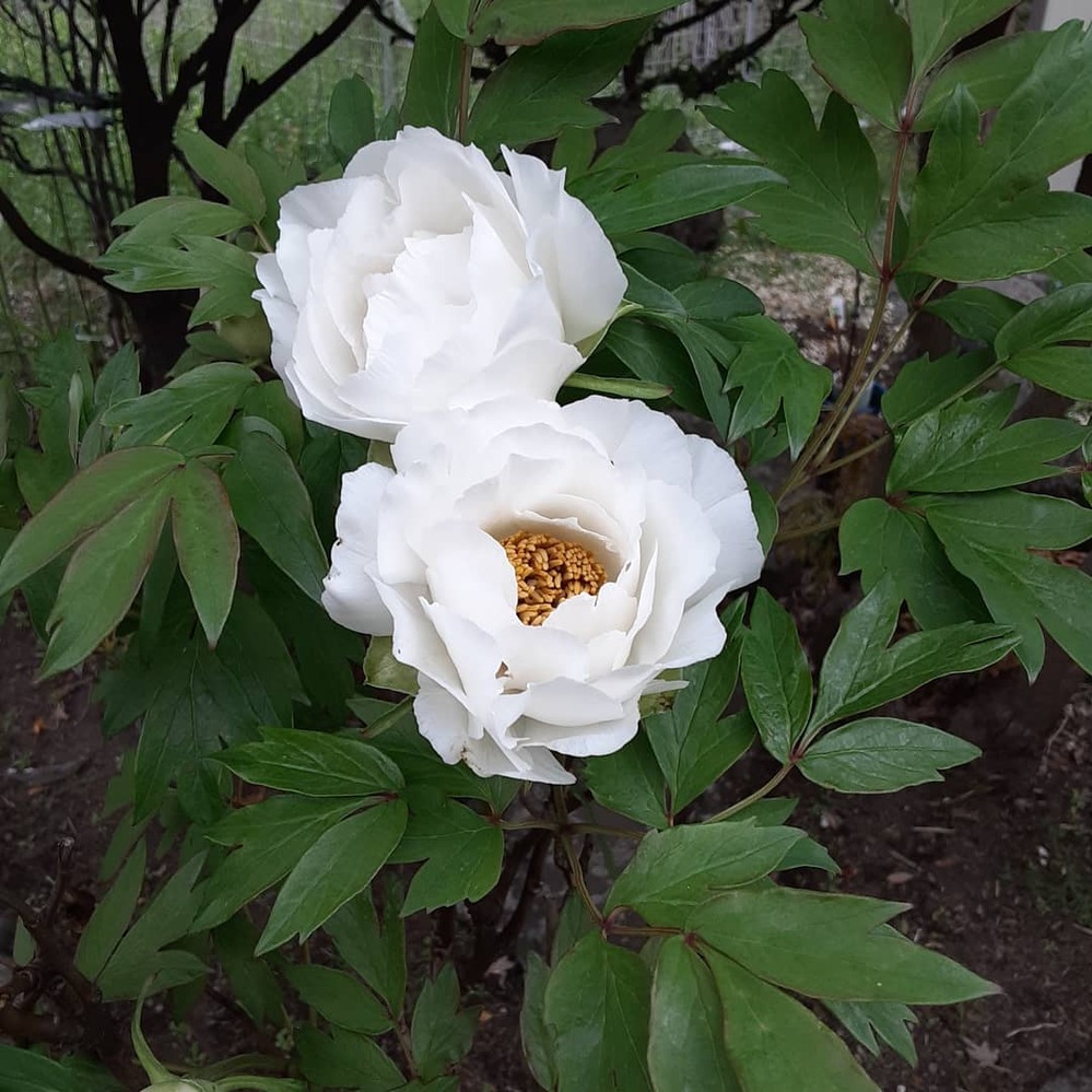 この白い大きな花の名前は 何ですか 牡丹だね Yahoo 知恵袋